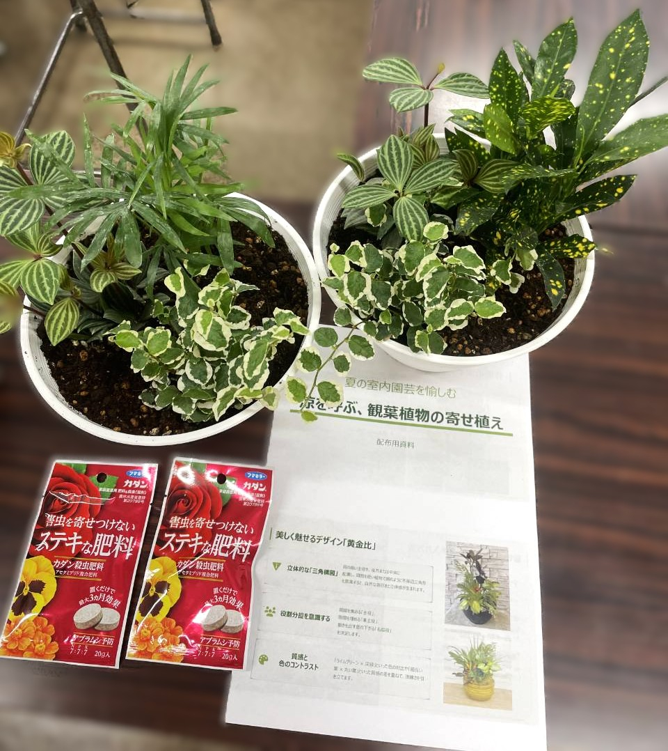 目からウロコ!!フマキラーの園芸専門家による寄せ植え体験
【井笠エリア矢掛コープ委員会】