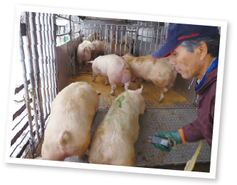 コープおかやま豚