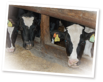 コープおかやま牛