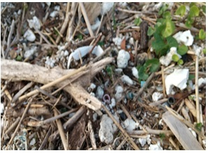 海ごみ回収体験～マイクロプラスチックに分解される前にご協力をお願い致します～