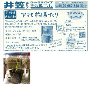 アマモポット苗づくり