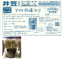 アマモポット苗づくり