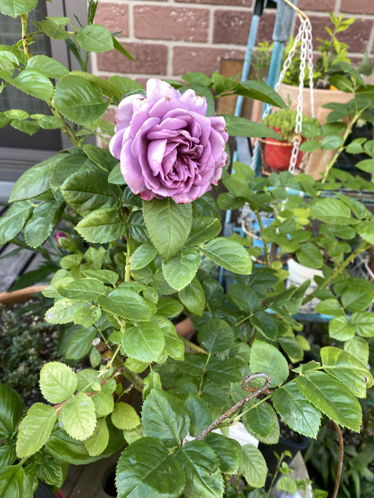 私の心をうるおし、豊かにしてくれるもの