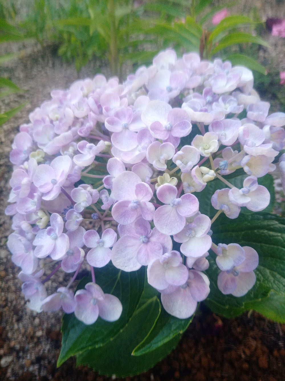 お祭りの思い出