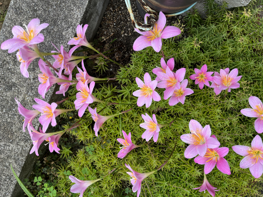 お祭りの思い出