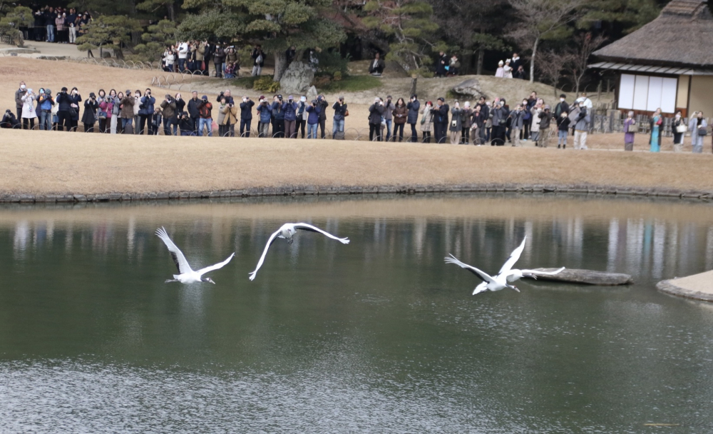 後楽園のタンチョウ