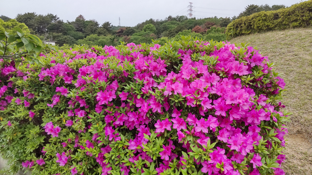 春はお花が美しい