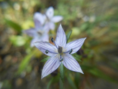 いつもかばんに入ってる物