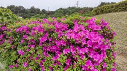 春はお花が美しい