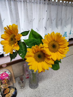 夏といえば