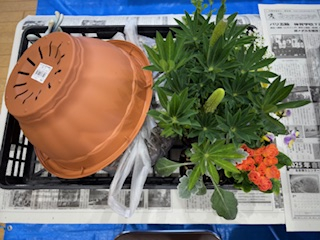 季節の寄せ植えしませんか
【美作エリア一宮コープ委員会】