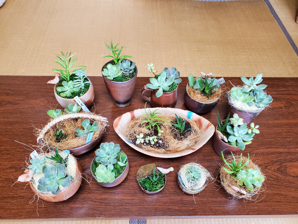 備前焼の器を使って多肉植物の寄せ植えをしよう‼
【岡山東エリア日生コープ委員会】