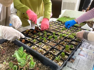 「多肉植物の寄せ植え」を楽しみましょう!
【岡山西エリア牧石コープ委員会】
