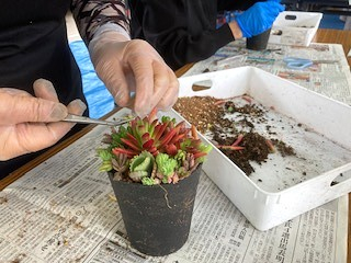 「多肉植物の寄せ植え」を楽しみましょう!
【岡山西エリア牧石コープ委員会】
